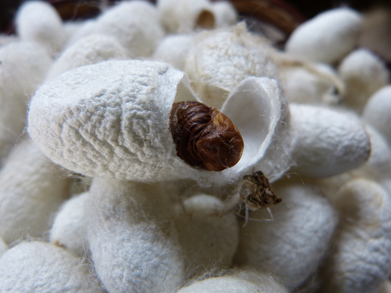 cocoon-assam boutique.jpg
